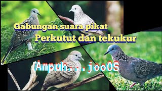 Download lagu gabungan suara pikat perkutut dan tekukur durasi panjang, ampuh untuk pikat burung perkutut/tekukur mp3 Download lagu gabungan suara pikat perkutut dan tekukur durasi panjang, ampuh untuk pikat burung perkutut/tekukur mp3