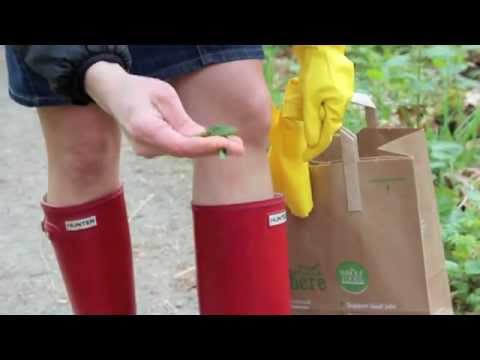 How to Harvest Nettles and Soothe the Sting