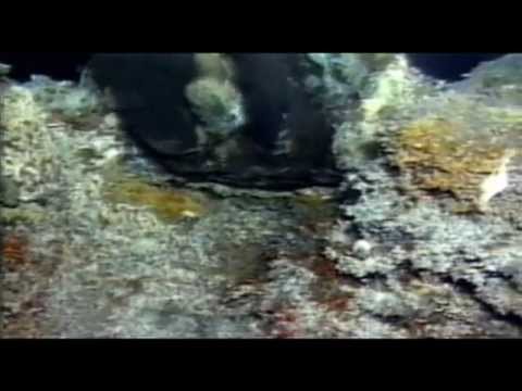 Die Geburt des Lebens auf der Erde