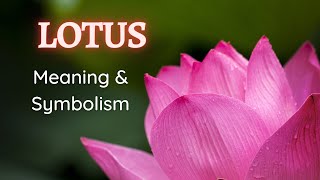 Lotus Flower Meaning and Symbolism