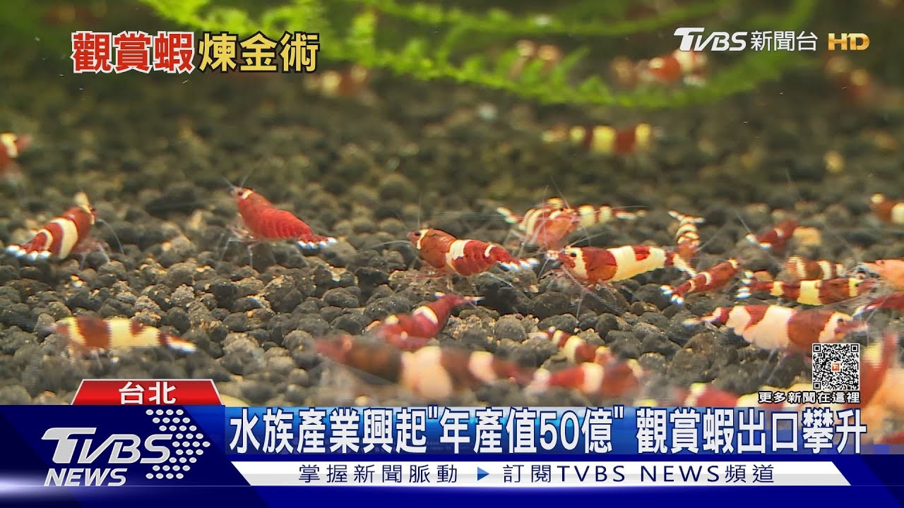 觀賞蝦崛起！1隻10元到上萬都有　外銷拚高CP值