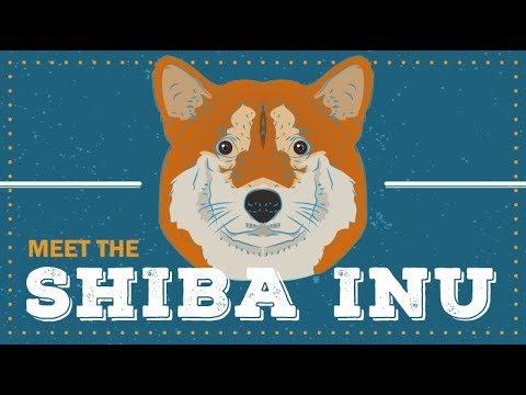 Shiba Inu | CKC Breed Facts & Profile
