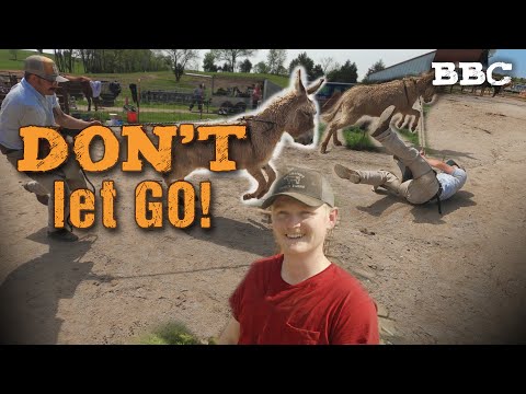 Blacksmith Boot Camp S1 E6   90 Donkeys Trimmed & a Final Chance