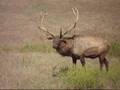 Elk Bugling At The Safari