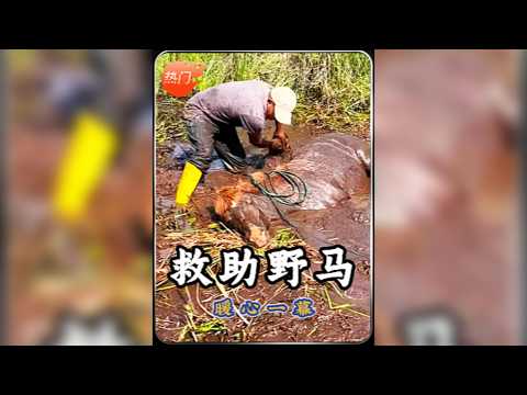 馬兒捨命攔路營救受傷同伴，動物界感人至深的生命奇蹟。