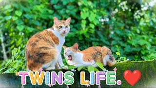 Cat Video 😹Twins Life ❤️💚KUSHI.❤️😹#catvideos #catlovers #catsofyoutube