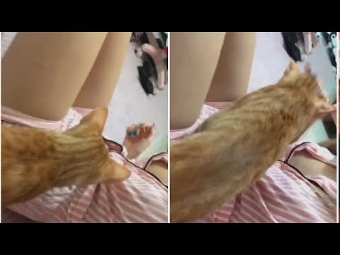 MY CAT LICKS MY NECK - KEDİM BOYNUMU YALIYOR