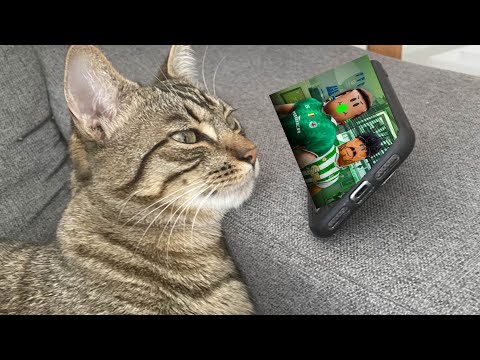 RFL CLIPS THAT MAKE CATS WATCH