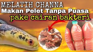 Download lagu Membuat Pelet Channa dengan Udang & Bakteri | Treatment Channa Maru mp3