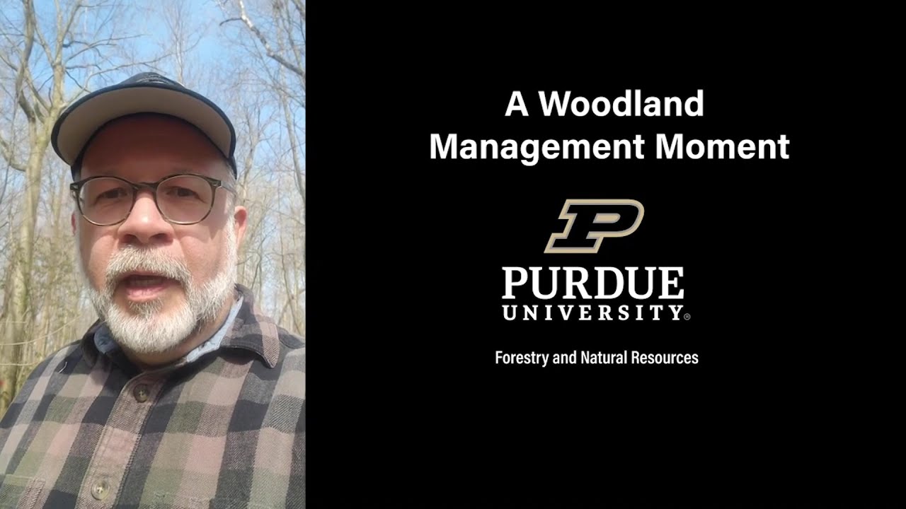 Woodland Management Moment: Direct Seeding
