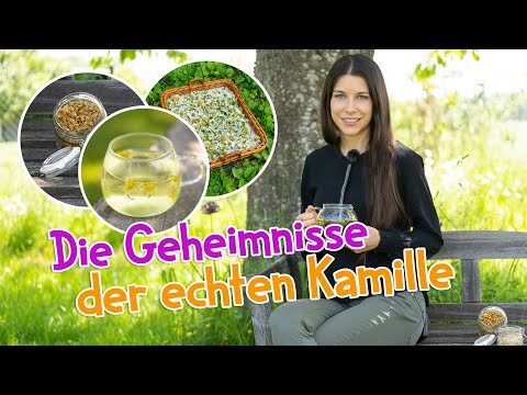 Die Geheimnisse der echten Kamille 🌼 Entdecke gesundheitliche Vorteile und Anwendungen #wildkräuter