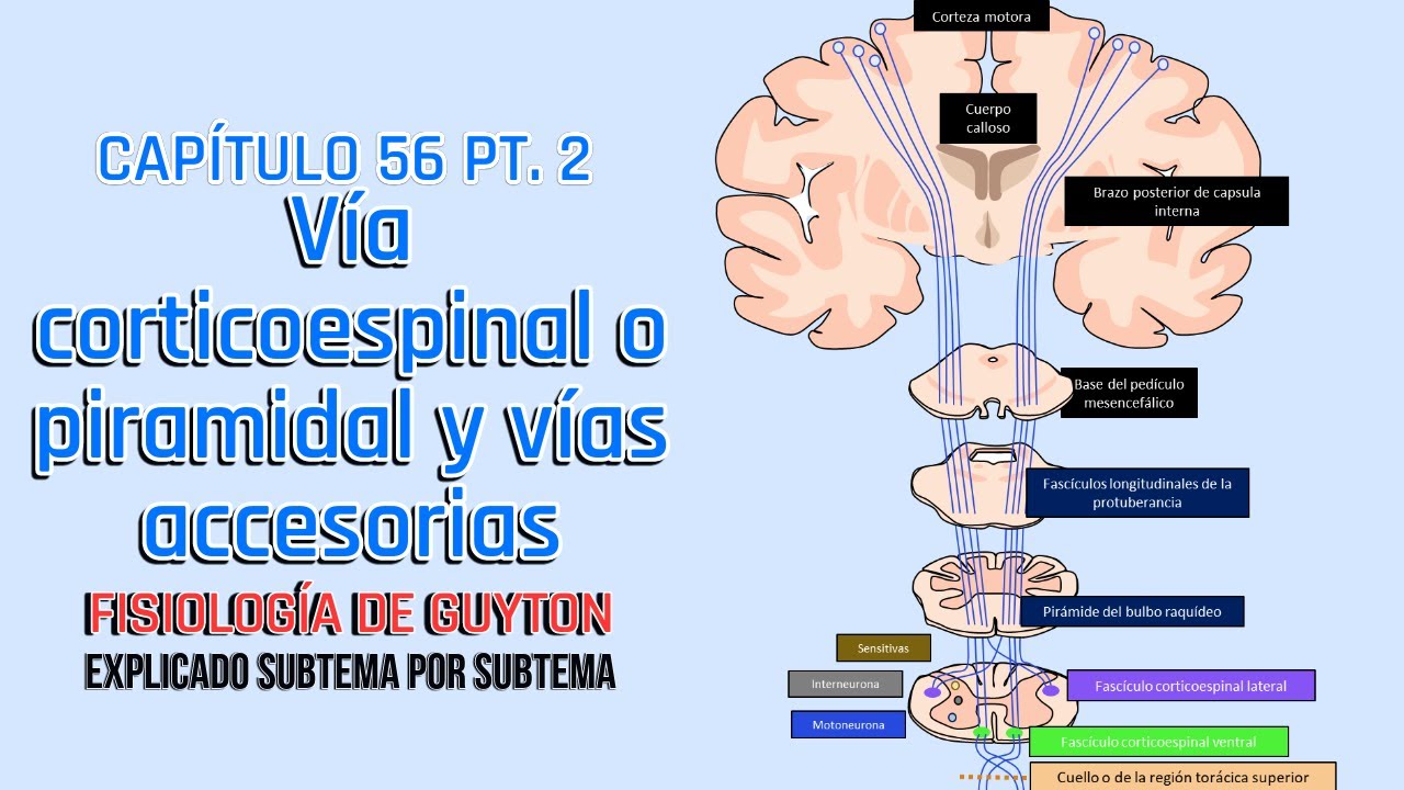 CAP 56 2/5: Vía corticoespinal o piramidal y vías accesorias l Fisiología de Guyton