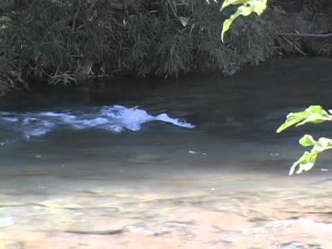 Come and Take It Cannon - The Birth of Texas