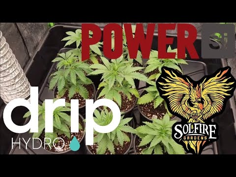 Transplant into 1 gallons. Hood Candyz lineup by Solfire Gardens