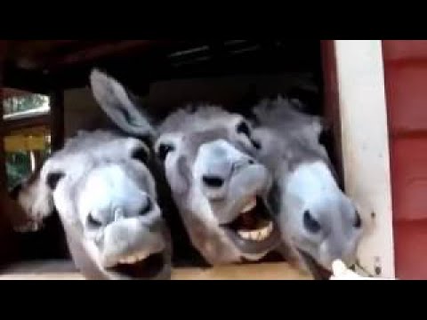 Ослы. Спаривание. Релакс. Позитивчик.