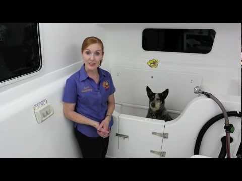 download lagu mp3 mp4 Dog Grooming Trailer Manufacturers Australia, download lagu Dog Grooming Trailer Manufacturers Australia gratis, unduh video klip Dog Grooming Trailer Manufacturers Australia