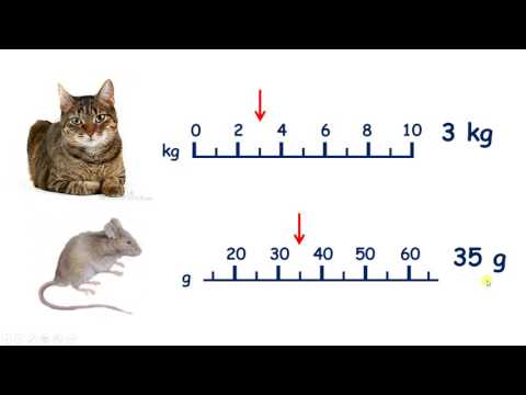 Part of a video titled Measure weight in grams and kilograms - YouTube