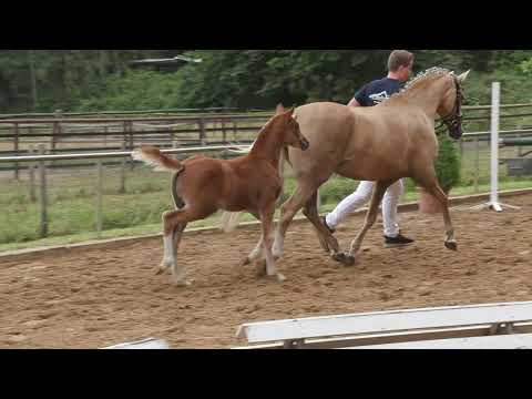 Auktionsfohlen Nr 67 SF v. Cooper County – Golden Dream