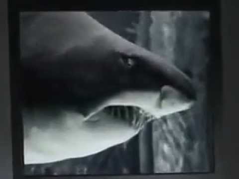 Grafa feat. Jahmmy - Causa perduta