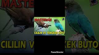 Download lagu Masteran Lb vs cililin vs Tengkek Buto.suara jernih gemericik air mp3 Download lagu Masteran Lb vs cililin vs Tengkek Buto.suara jernih gemericik air mp3