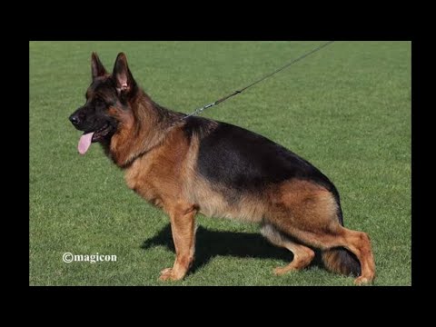 QUANTUM VOM SCHONEN ROSEN INDIVIDUAL...#gsd #gsddogshow #bszs2023 #show#germanshepherd #gsdlover