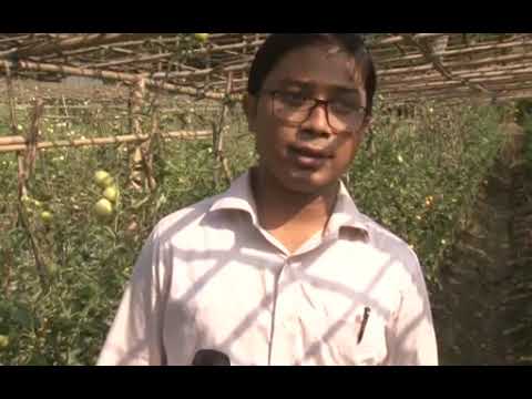 কৃষি উদ্যোক্তাঃ নবীগঞ্জে উচ্চ মূল্যের টমেটো আবাদ