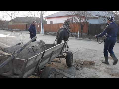 Cal de vanzare-Ceamurlia de jos