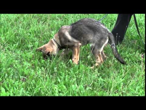 Jagira Aykmar - 4 months - tracking