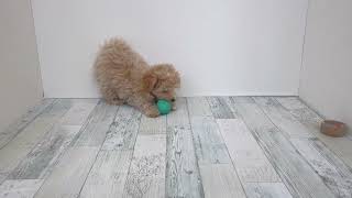 ハーフ犬の動画01