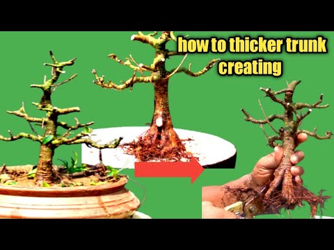 , title : '#How To Grow and  Trunk Thicker fastest|A ficus Bonsai Trees #jana bonsai #ficusplant'