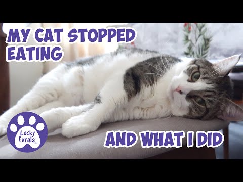 My Cat Stopped Eating - And What I Did - Lucky Ferals S5 E13 Cat Not Eating