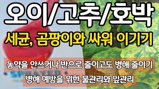 오이, 고추, 호박 - 세균 곰팡이와 싸워 이기는 필승 전략(농약을 안쓰거나 반으로 줄여도 병해 줄이기, 병…