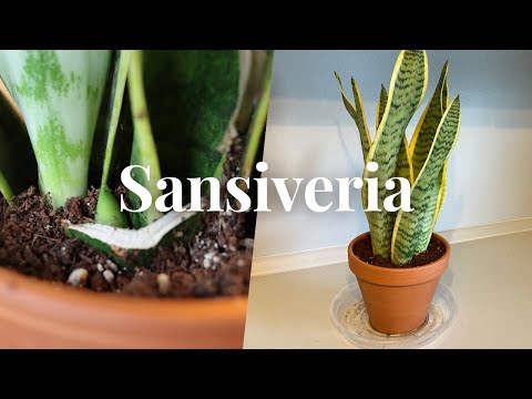 Sansiveria - Bow hemp - Snake plant - Care and propagation of the easy-care beginner plant ❤️