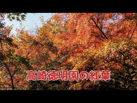 Hay un hermoso jardín con hojas de otoño llamado Tokumeien cerca del monte Kannon en la ciudad de Takasaki, prefectura de Gunma. Fui allí porque me pareció el mejor momento para verlo.