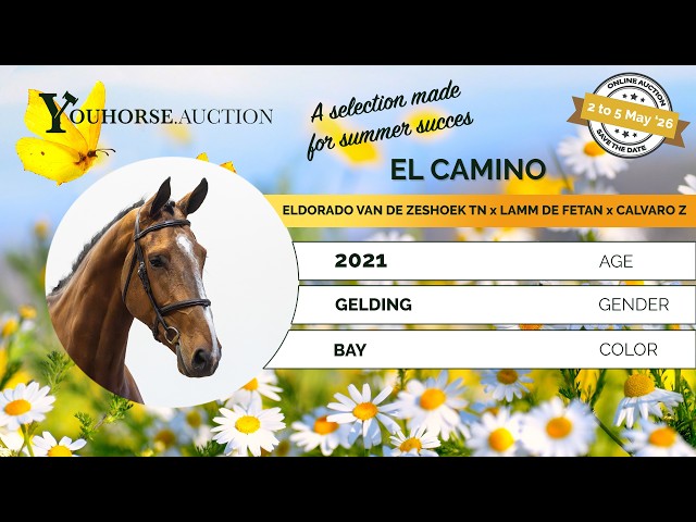 El Camino Z