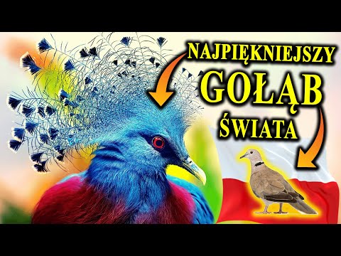 Beauty and Genius or Dirt and Sorrow? - PIGEONS - Which Live in Poland?