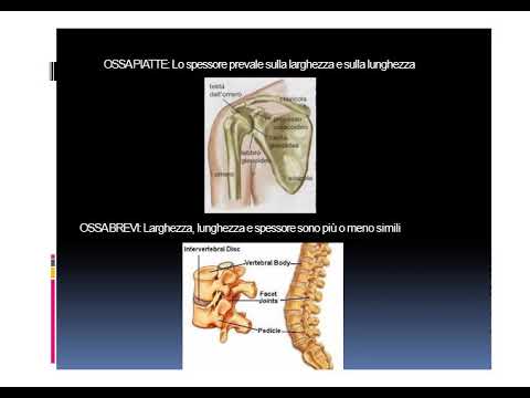 Audio Elementi di anatomia e fisiologia umana   APPARATO OSTEOARTICOLARE