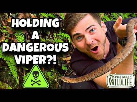 HOLDING The MOST VENOMOUS Viper OF THE CLOUD FOREST! BAD IDEA??