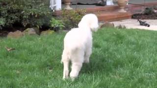 Noodles' Recovery