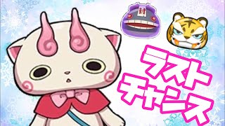 ラストチャンス！Zランクのコマみを狙ってガシャ！   妖怪ウォッチぷにぷに#163