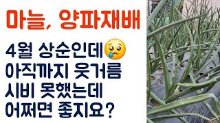 4월 상순, 마늘 양파 웃거름 아직도 안했다면?