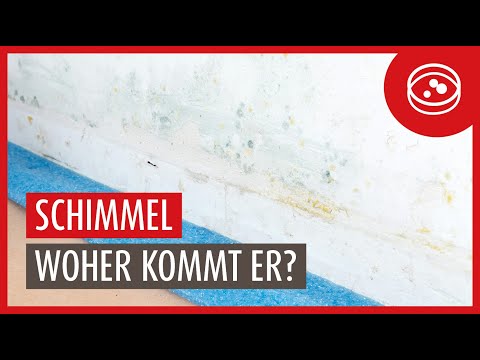 Schimmel in der Wohnung | ⚠️ Eine Gefahr für Ihre Gesundheit | Woher kommt der Schimmel?