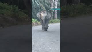 Download lagu Bornean elephant with severely injured trunk in Kalabakan, Sabah mp3
