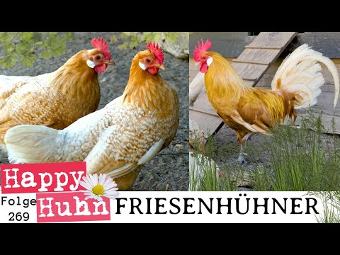 The Dutch "Friesian chicken" or "Fries hoen" chicken - German language video of the breeds history