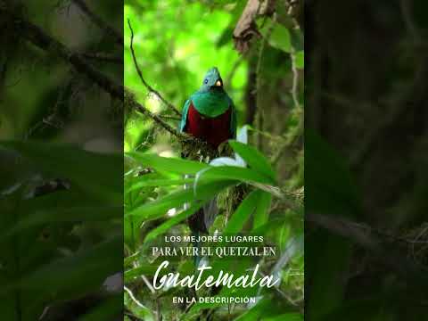 Muchas personas piensan que el mejor lugar para ver el quetzal en Guatemala es el Biotopo Mario Dary
