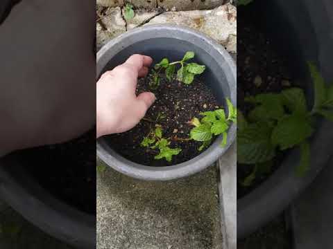 一年中楽しめるミントの植え方は？  庭園