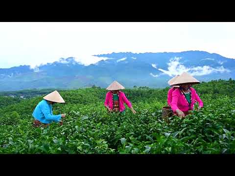 Chá Ngoc Thanh Son - AVPA 6º Concurso Internacional de Chás do Mundo - Prêmio Diplôme Gourmet