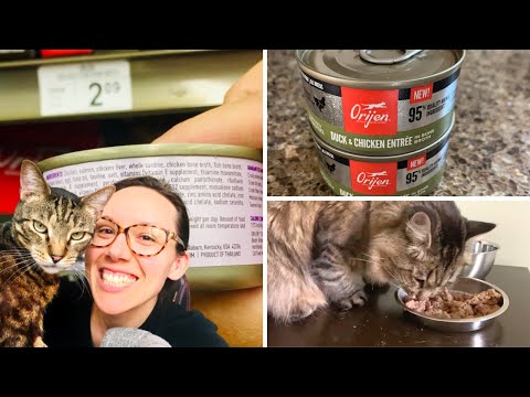 Orijen has wet cat food! Let's review it