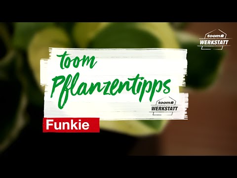 toom Pflanzentipps: Funkie | toom Baumarkt