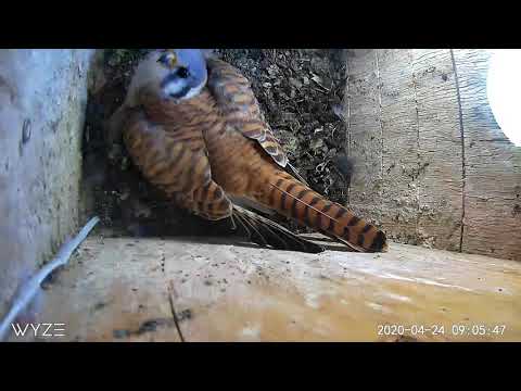 Male kestrel calls his mate to breakfast.